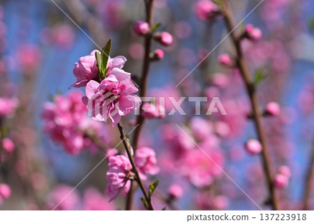 Peach blossoms Peach blossoms 137223918