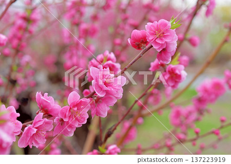 Peach blossoms Peach blossoms 137223919