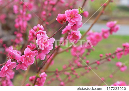  桃花 137223920