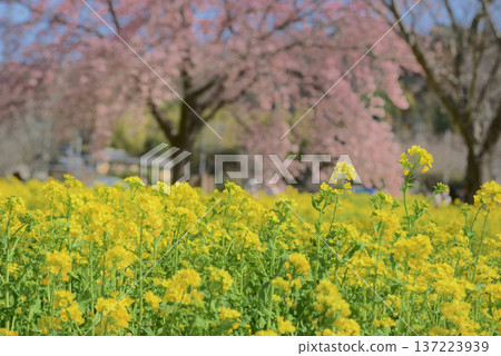 Rape blossoms and Oshima cherry blossoms 137223939