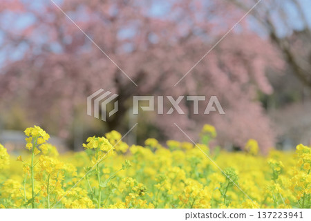 油菜花和大島櫻花 137223941