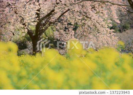 油菜花和大島櫻花 137223943