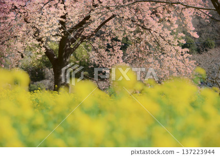 油菜花和大島櫻花 137223944