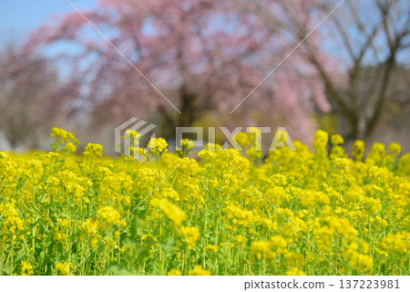 Rape blossoms and Oshima cherry blossoms 137223981