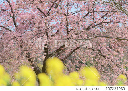 油菜花和大島櫻花 油菜花和大島櫻花 137223983