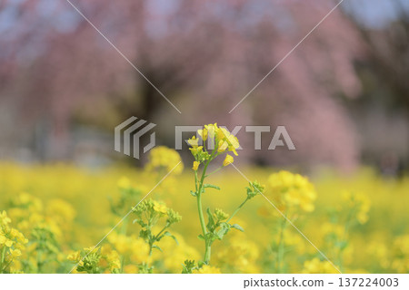 Rape blossoms and Oshima cherry blossoms Rape blossoms and Oshima cherry blossoms 137224003