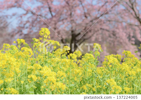 油菜花和大島櫻花 油菜花和大島櫻花 137224005