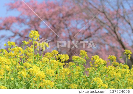 油菜花和大島櫻花 油菜花和大島櫻花 137224006