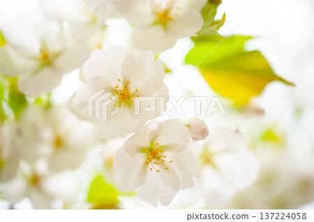 Close-up of white Oshima cherry blossoms 137224058