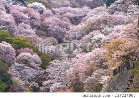 Cherry blossoms of Mount Yoshino (Nakasenbon) Cherry blossoms of Mount Yoshino (Nakasenbon) 137224063