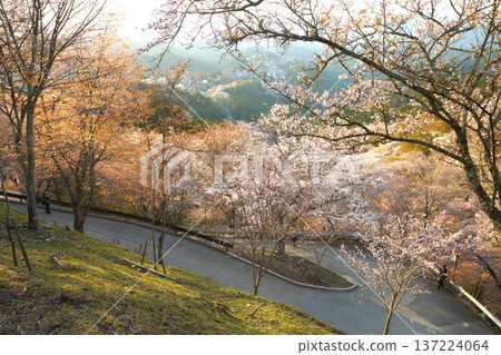 吉野山櫻（上千本） 137224064