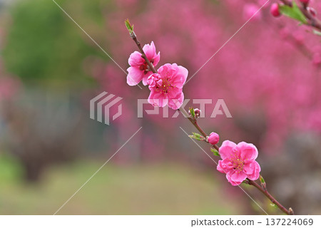  桃花 137224069