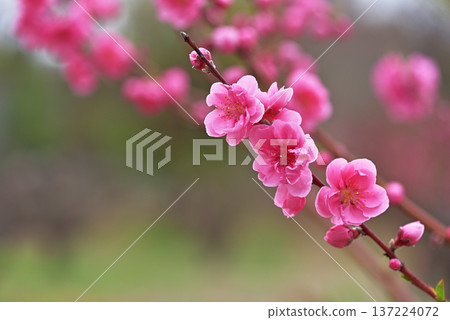  桃花 137224072