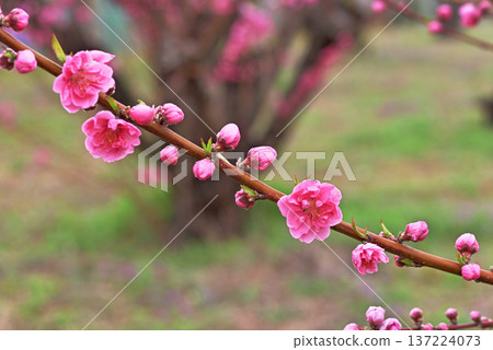  桃花 137224073