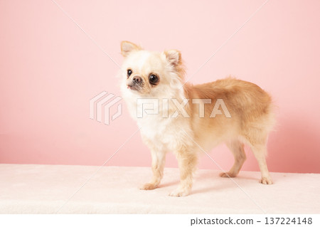 Pink bag and Chihuahua bear in bed Pink bag and Chihuahua bear in bed 137224148