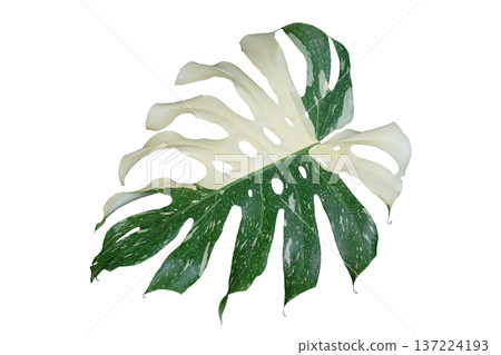 Monstera deliciosa 'Thai Constellation' 137224193