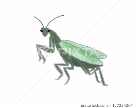 Mantis illustration 137224264