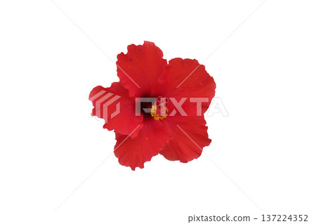 Red Hibiscus flower or Chinese rose (Hibiscus rosa sinensis Linn. "Cooperi") 137224352