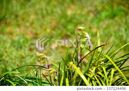 Wild blooming spring orchids 137224406