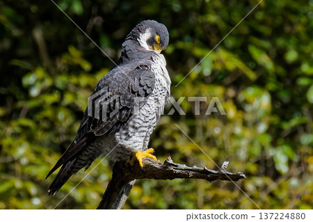 An adult female Peregrine Falcon preening her neck An adult female Peregrine Falcon preening her neck 137224880