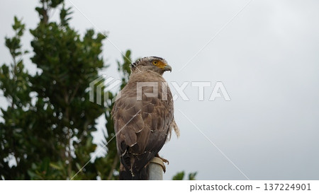 A sharp gaze focused on the goal - a symbol of strategy and focus 137224901