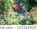 盛開的玫瑰園－春秋景象 137224920