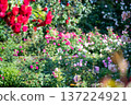 盛開的玫瑰園－春秋景象 137224921