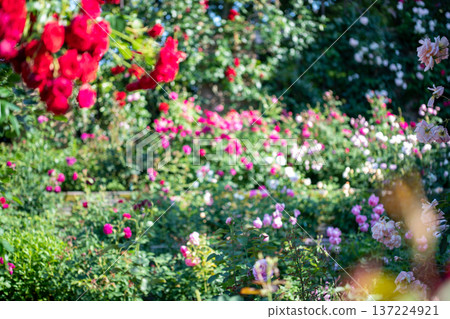 盛開的玫瑰園－春秋景象 137224921