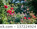 盛開的玫瑰園－春秋景象 137224924