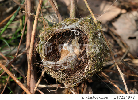圓形、結構精巧的舊巢穴,屬於日本野生鳥類-日本繡眼鳥(戶外野鳥微距攝影)。 圓形、結構精巧的舊巢穴,屬於日本野生鳥類-日本繡眼鳥(戶外野鳥微距攝影)。 137224978
