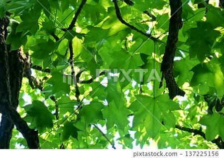 Lake Ippeki in the green season 137225156