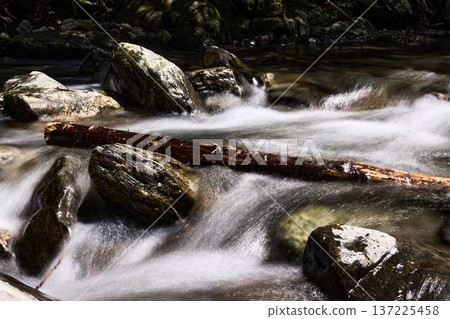 [Kuragari Valley] Driftwood flowing against the current of the mountain stream 137225458