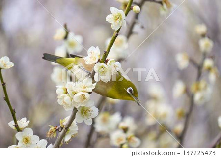 一隻日本繡眼鳥棲息在盛開的李子樹枝上 137225473
