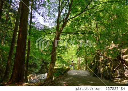 [Kuragari Valley] People looking at the fresh greenery of the valley 137225484