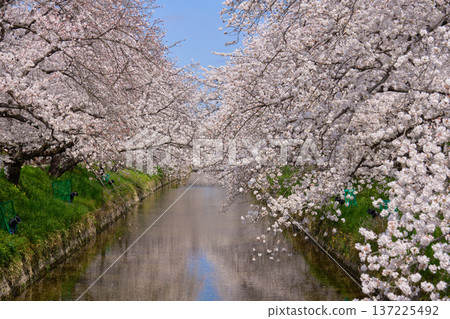 [Gojo River] Cherry blossoms in full bloom along the river 137225492