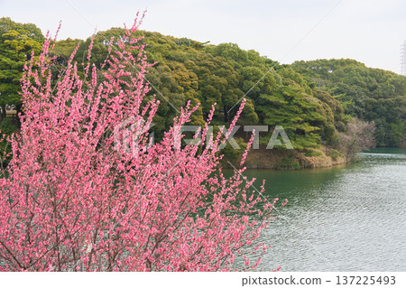 【沙布里池】背景是盛開的粉紅梅花和池塘。 137225493