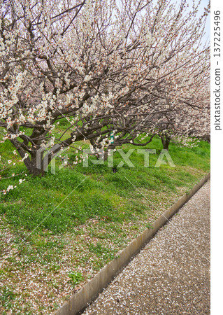 [Saburi Pond] A walking path covered with plum blossom petals 137225496