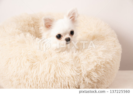 Chihuahua in bed with white background Chihuahua in bed with white background 137225560