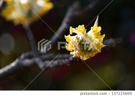 Yellow flowers of Mitsumata 137225609