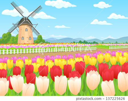 風車和鬱金香花田的景色 風車和鬱金香花田的景色 137225626
