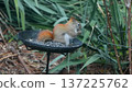 Squirrel eating food from a garden bird feeder 137225762
