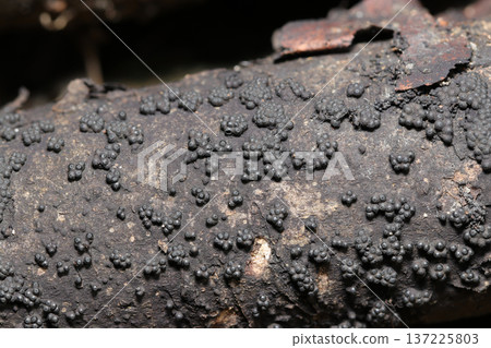 一棵枯死倒下的樹上長著一叢黑色子囊殼蘑菇(自然環境中真菌和蘑菇的微距攝影) 一棵枯死倒下的樹上長著一叢黑色子囊殼蘑菇(自然環境中真菌和蘑菇的微距攝影) 137225803