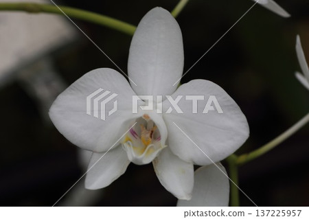 本土蘭花 蝴蝶蘭 amabilis 白色蝴蝶蘭花 本土蘭花 蝴蝶蘭 amabilis 白色蝴蝶蘭花 137225957