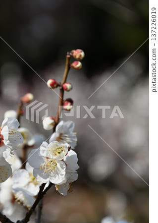 梅花 梅花 137226019