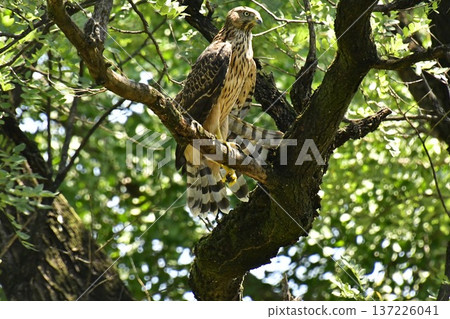 Northern goshawk chick clinging to a tree Northern goshawk chick clinging to a tree 137226041