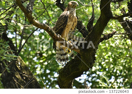 一隻蒼鷹幼鳥緊緊抓住一棵樹 137226043