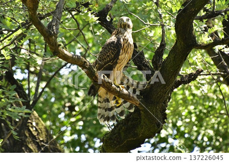 一隻蒼鷹幼鳥緊緊抓住一棵樹 一隻蒼鷹幼鳥緊緊抓住一棵樹 137226045