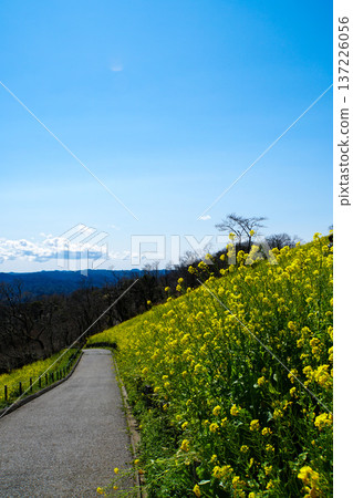 一片油菜花田和一條坡上的步行小徑 137226056