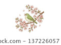 A Japanese bush warbler singing in a cherry tree 137226057