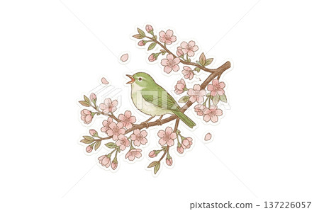 一隻日本林鶯在櫻花樹上鳴叫 137226057